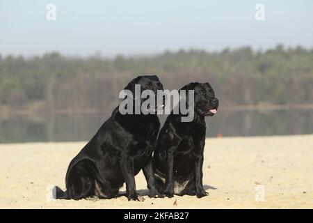 Labrador Retrievers Stock Photo