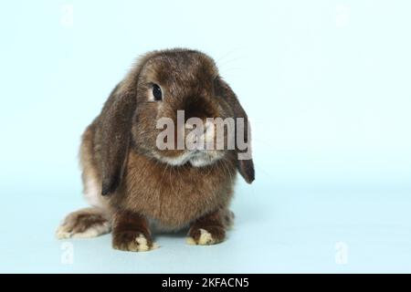 dwarf lop Stock Photo