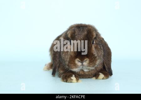 dwarf lop Stock Photo