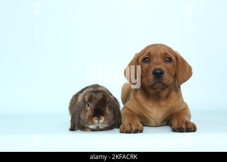 Dog and Rabbit Stock Photo
