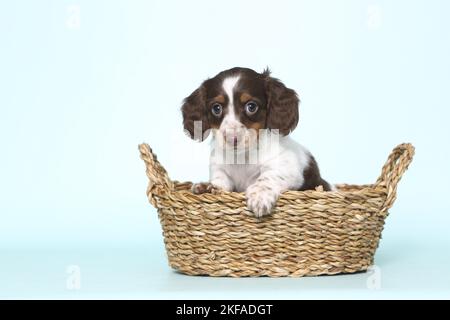 American Miniature Dachshund Puppy Stock Photo