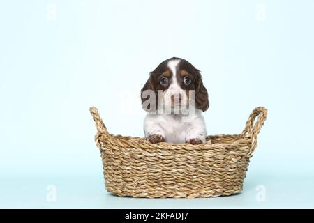American Miniature Dachshund Puppy Stock Photo