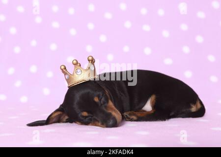 American Miniature Dachshund Puppy Stock Photo