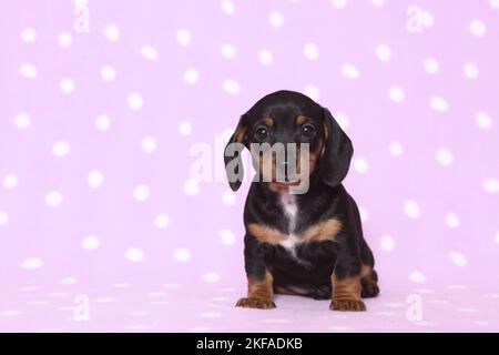 American Miniature Dachshund Puppy Stock Photo