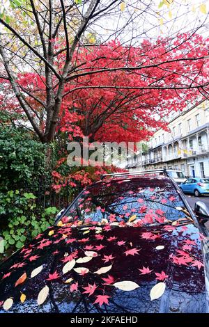 Bristol, UK. 17th Nov, 2022. On a mild afternoon in Clifton village Red fallen leaves from tree above cover parked cars below. Picture Credit: Robert Timoney/Alamy Live News Stock Photo