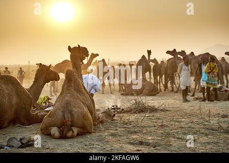 Dromedary Camel on the animal market Stock Photo