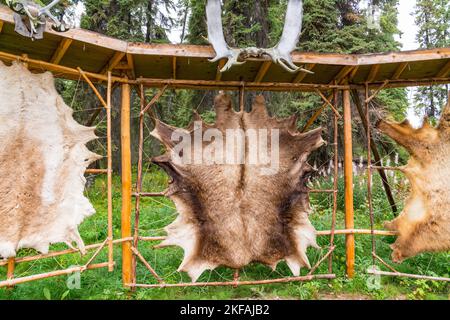Tanned animal hides stretched on a rack in an Alaskan village for fur clothing Stock Photo