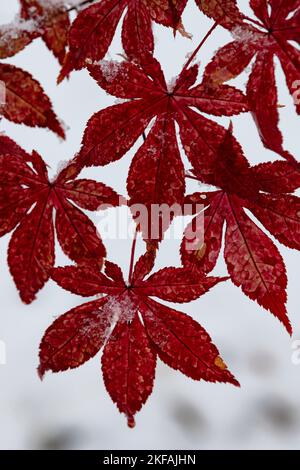One of the first snowfalls of the season, a wet snow which is almost melting, gives a contrast to the red leaves of a Japanese Maple, Will County, IL Stock Photo