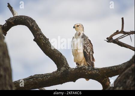 African crowned eagle Stock Photo