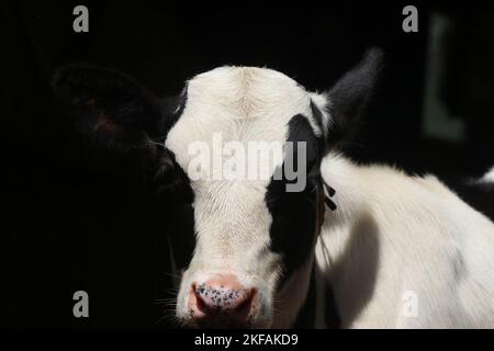 Head of a standing male calf looking at the lens of a camera with natural light falling on its face Stock Photo