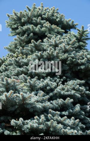 Colorado Blue Spruce, Picea pungens Glauca Globosa Stock Photo