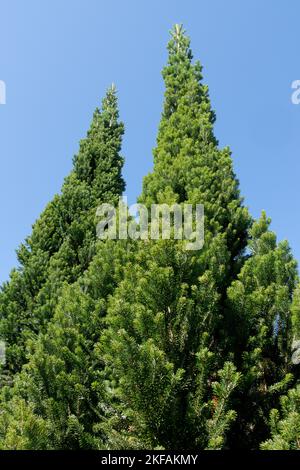 Abies alba Pyramidalis, European Silver Fir Abies alba Tree shape Stock Photo