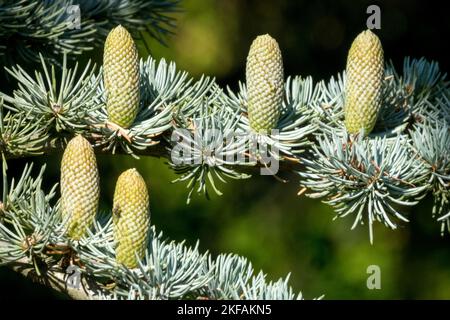 Cedar of Lebanon, Cones, Cedrus libani 'Glauca', Cedar, Branch, Cedrus cones Cedar cones, Cedrus libani, Cone Stock Photo