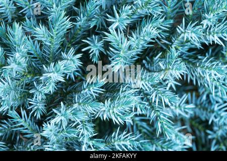 Juniperus squamata 'Blue Star', Juniper, Blue Juniperus, Conifer, Needles Stock Photo