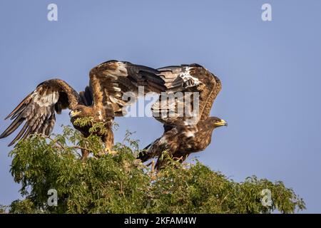 Two Steppe eagle or Aquila nipalensis in action territory fight on tree with full wingspan in natural blue sky background in winter season at jorbeer Stock Photo