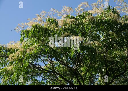 Bee Bee Tree, Tetradium Tree, Blooming, Tetradium daniellii, Late summer, Evodia Stock Photo