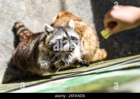Gray raccoon asking food close up Stock Photo