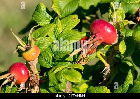 Rosa rugosa hips, Red, Rosa rugosa 'Hansa', Rose hips, Rosehips Stock Photo