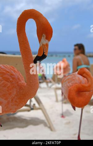 pink Flamingos on Flamingo Beach, Aruba Stock Photo