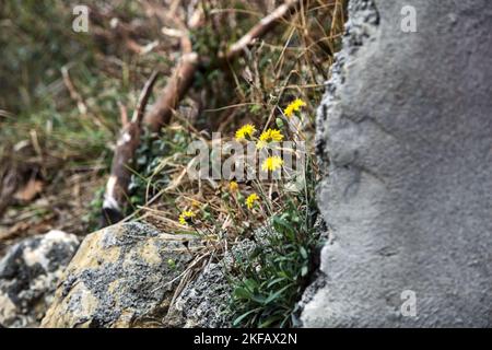 Dandelions  growing in the cracks of stones seen up close Stock Photo