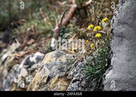 Dandelions  growing in the cracks of stones seen up close Stock Photo