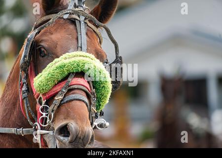 Close up of a red horse face shot in a harness race at the Lincoln county fair in Fayetteville Tennessee. Stock Photo
