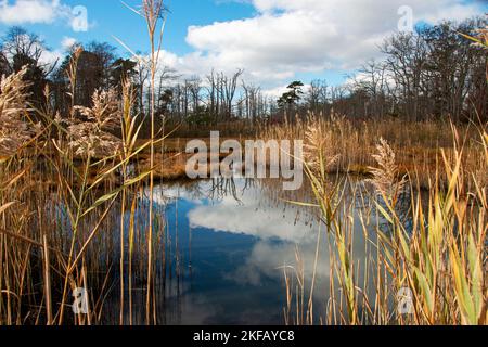 Looking through common reed at water reflecting the blue sky and reed on a late fall morning at Gardiners Park in Suffolk County Long Island. Stock Photo