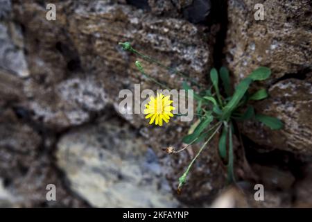 Dandelions  growing in the cracks of stones seen up close Stock Photo