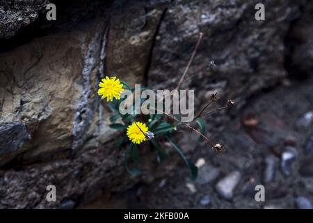 Dandelions  growing in the cracks of stones seen up close Stock Photo