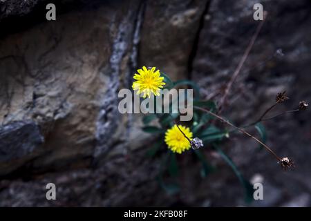 Dandelions  growing in the cracks of stones seen up close Stock Photo
