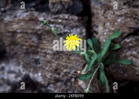 Dandelions  growing in the cracks of stones seen up close Stock Photo