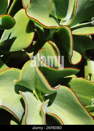Green leaves of a tropical plant on a bright sun Stock Photo