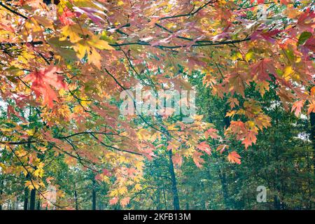 Bright oranges and yellows on an autumn day in the park. Stock Photo