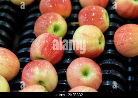 Sorted And Graded Fresh Apples On Conveyor Belt. Washing, Brushing, Sorting , Waxing And Packing Line In Produce Distribution Centre. Stock Photo