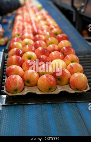 Packing Fresh, Sorted, Graded And Waxed Apples In Fruit Packing House Facility Prior Distribution To Market. Stock Photo