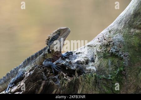 Australian water dragon (Intellagama lesueurii), Sydney, Australia. Common Australian lizard species. Stock Photo