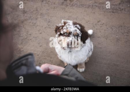 Australian Shepherd Puppy Stock Photo