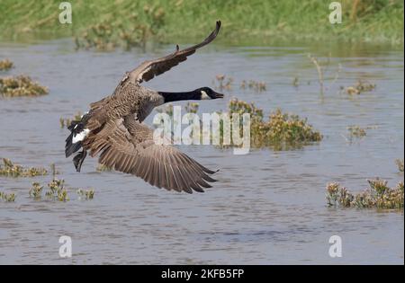 Canada Geese taken on the Dee Estuary, Connahs Quay nature reserve, North Wales, Great Britain, UK Stock Photo