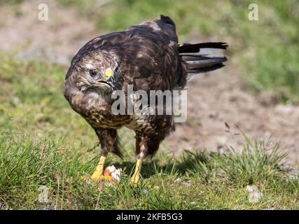 Common Buzzard taken in North Wales, Great Britain, UK Stock Photo - Alamy