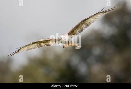 Red Kites and White Kites taken in mid & North Wales Stock Photo