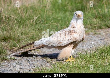 Red Kites and White Kites taken in mid & North Wales Stock Photo