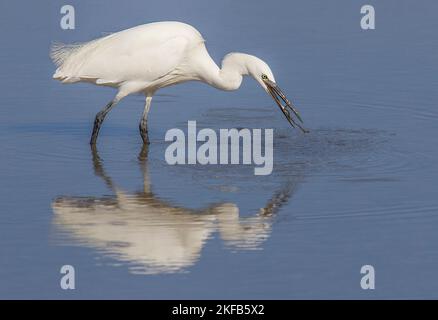 Little Egret taken on the Dee Estuary at Connah's Quay nature reserve, North Wales, Great Britain, UK Stock Photo