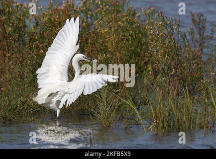 Little Egret taken on the Dee Estuary at Connah's Quay nature reserve, North Wales, Great Britain, UK Stock Photo