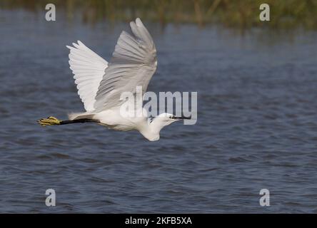 Little Egret taken on the Dee Estuary at Connah's Quay nature reserve, North Wales, Great Britain, UK Stock Photo