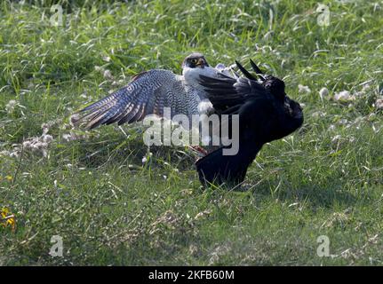 Peregrine Falcon and Raven fighting over a kill the Peregrine made, the Raven came in and tried to steel it, taken on the Dee Estuary, North Wales UK. Stock Photo