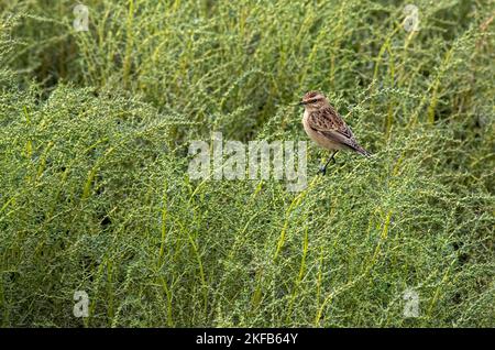 Whinchat taken at Connahs Quay nature reserve on the Dee Estuary, North Wales, Great Britain, UK Stock Photo