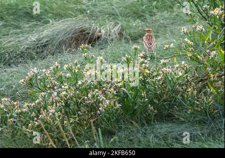 Whinchat taken at Connahs Quay nature reserve on the Dee Estuary, North Wales, Great Britain, UK Stock Photo