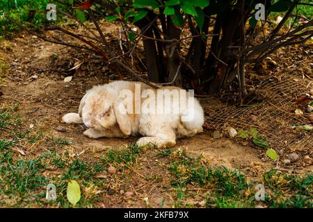 a beautiful little rabbit of the French RAM breed is resting in the garden. Stock Photo