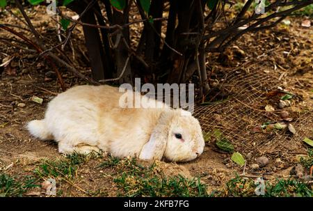 a beautiful little rabbit of the French RAM breed is resting in the garden. Stock Photo