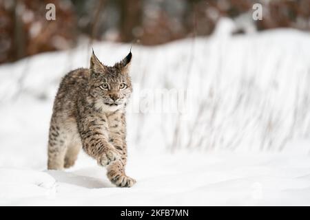 Lynx cub running in the winter. Snow wildlife with big cat. Europen predator in the cold season. Stock Photo